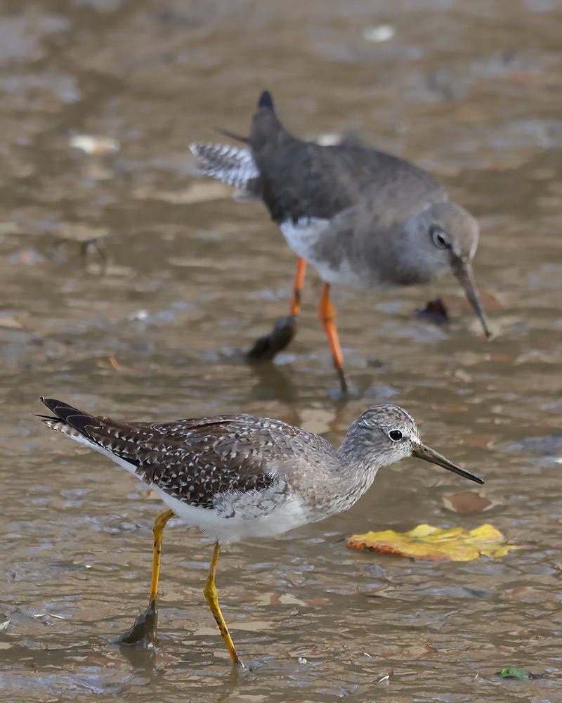 Lesser yellowlegs nd redshank